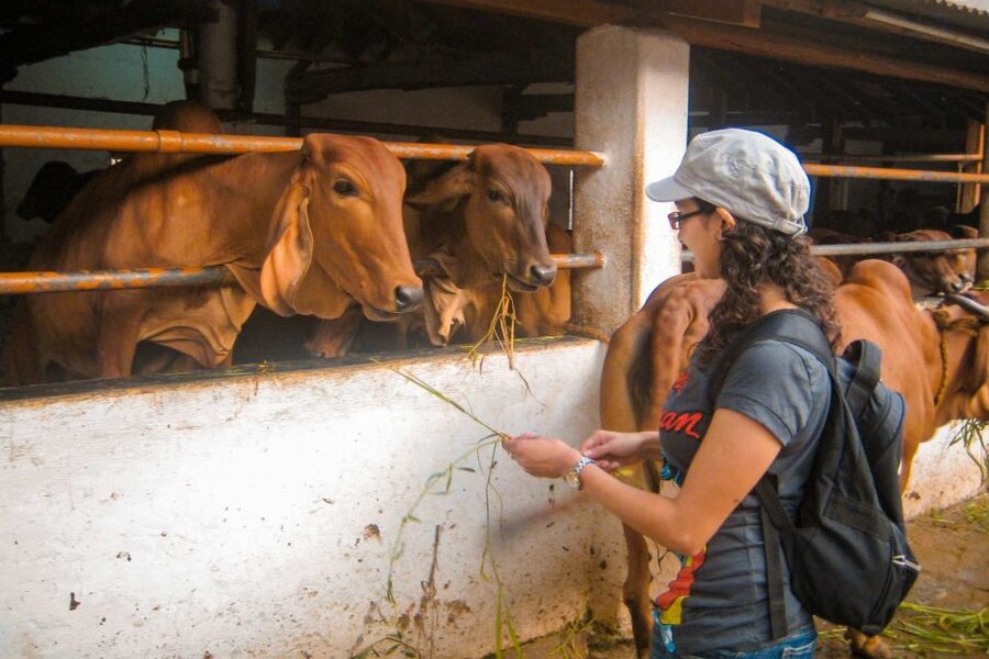 Mumbai: Early Morning Bicycle Tour - Bombay Panjrapole cow sanctuary: one of the most memorable parts