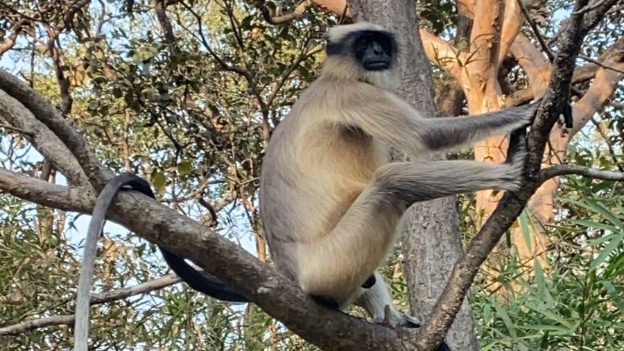 Mumbai: Kanheri Caves and The Golden Pagoda Temple - Guides and the quality difference you can actually feel