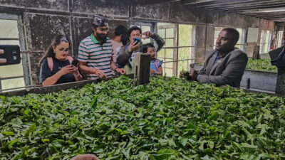 Tea trail, Tea Factory, and Tea Tasting Tour