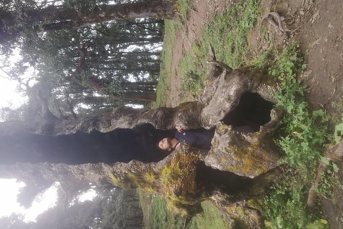 Nagtibba Trek (Pantwari to Pantwari) - Who should book this overnight Nag Tibba trek