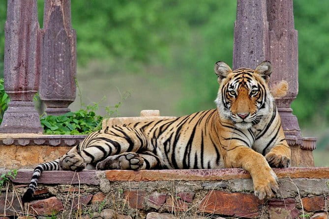 Night Safari in Jaipur on an Open Jeep - The Statue Circle, Raj Mandir Cinema, and Pink City Pass