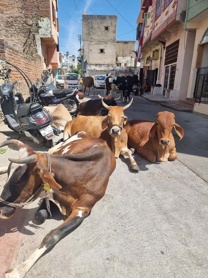 Old city heritage walk and local life experience - Old residential streets, havelis, and wall paintings