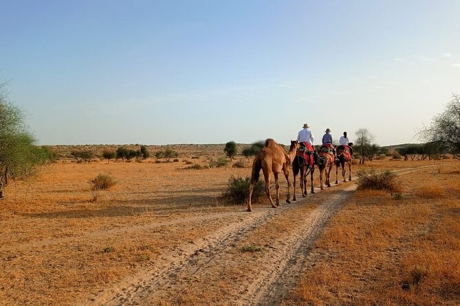 Overnight Camel Safari: Non-Touristic, Sleep Under the Stars! - Meeting Your Camel and Setting Off on the Thar Dunes