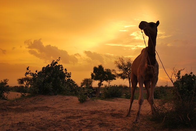 Overnight Camel Safari (remote And Isolated) - Key things to know before you go