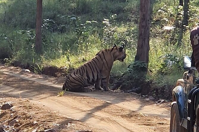 Panna National Park and Tiger Reserve Jeep Safari from Khajuraho - Morning vs afternoon: how timing affects what you might see