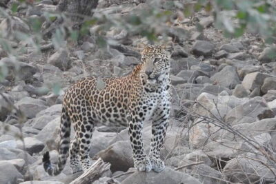 Panna National Park and Tiger Reserve Jeep Safari from Khajuraho