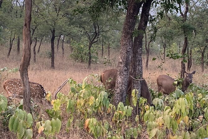 Panna National Park and Tiger Reserve Jeep Safari from Khajuraho - Price and value: what you pay, what you get