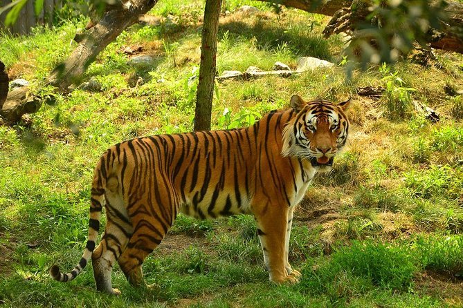 Panna Tiger Reserve Tour from Khajuraho - Key Things I’d Zoom In On