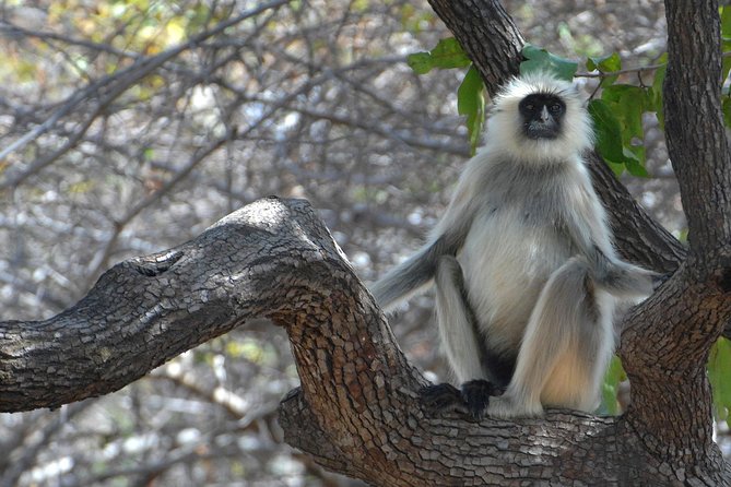 Panna Tiger Reserve Tour from Khajuraho - The Real Itinerary: What Happens From Pickup to Safari to Return