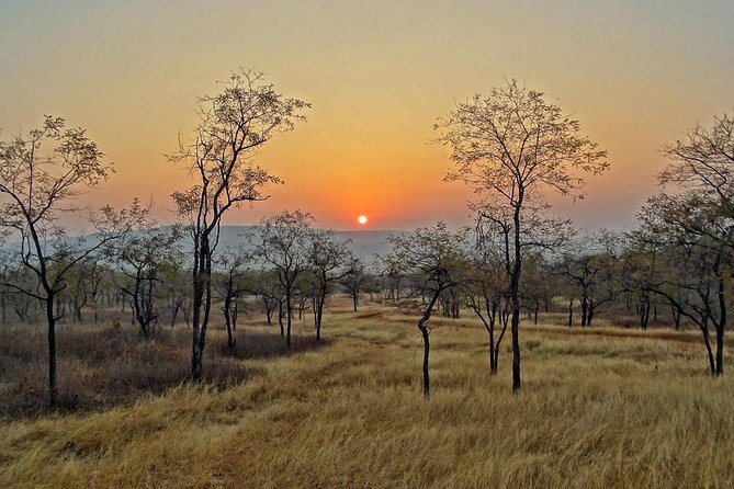 Panna Tiger Reserve Tour from Khajuraho - What You Might See Besides Tigers (And Why It Matters)