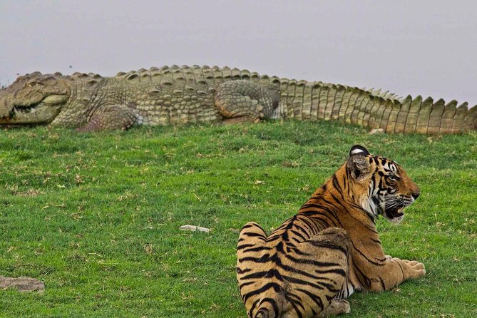 Panna Tiger Reserve Tour from Khajuraho - Tigers Are the Headline, But the Park Is the Show
