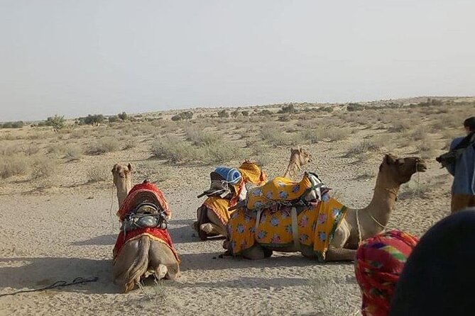 Pleasant Non-Touristic Overnight Camel Safari (From 2:00 PM to Approx. 10:30AM) - Camp Dinner and Breakfast: Real Food Beat Fake-Fancy