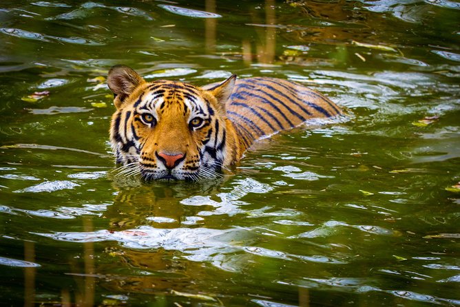 Private 2 Nights Short Escape To Jim Corbett - Key highlights to know before you go