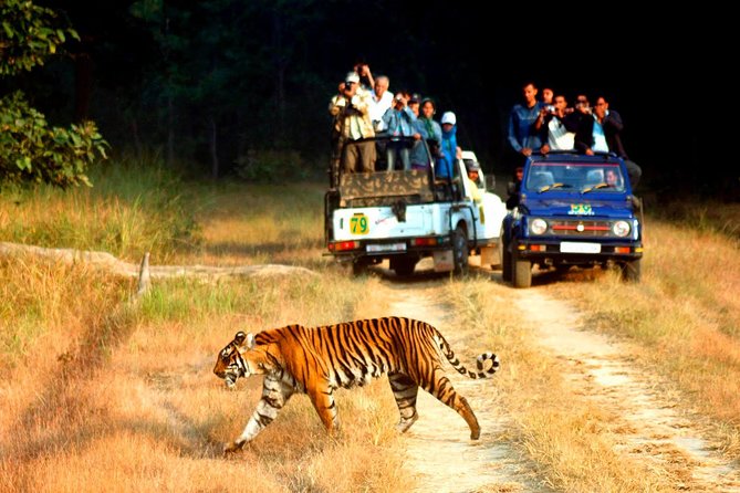 Private 2 Nights Short Escape To Jim Corbett - Swapping Delhi traffic for a jungle resort base