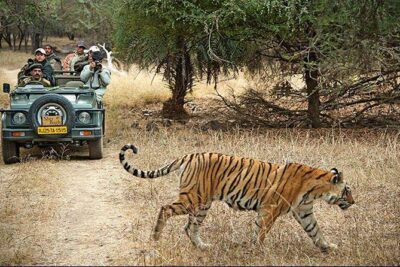 Private 3-Day Ranthambhore Tiger Tour from Agra ending in Jaipur