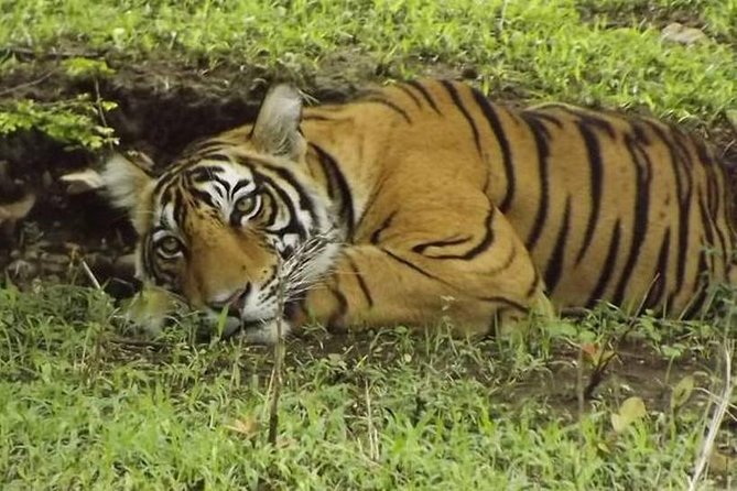 Private 4-Day Wildlife & Taj Mahal Tour from Jaipur to Delhi - Hotel reality check: how to protect yourself