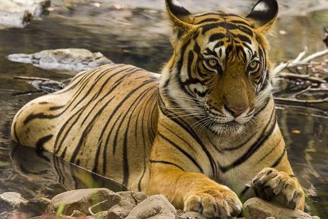 Private 4-Day Wildlife & Taj Mahal Tour from Jaipur to Delhi - Day 1 in Ranthambore: fort views and a real safari window