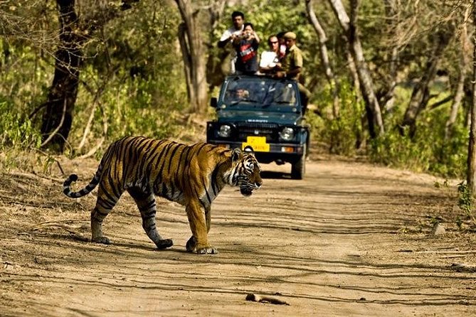 Private 5-Day Ranthambhore Tiger Tour from Delhi including the Taj Mahal, Agra and Jaipur - The real draw: private logistics and two safari shots