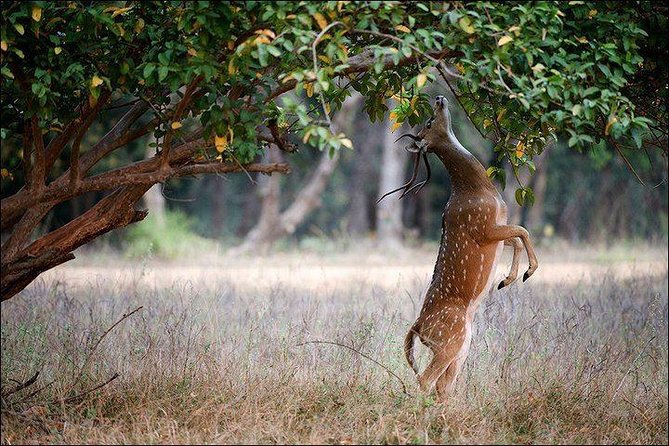 Private 5-Day Ranthambhore Tiger Tour from Delhi including the Taj Mahal, Agra and Jaipur - Ranthambore Day 3: travel in, then morning safari