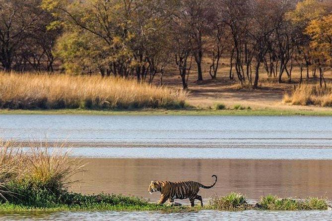 Private 5-Day Ranthambhore Tiger Tour from Delhi including the Taj Mahal, Agra and Jaipur - Jaipur Day 5: Amber Palace time, plus Jal Mahal and Hawa Mahal photos