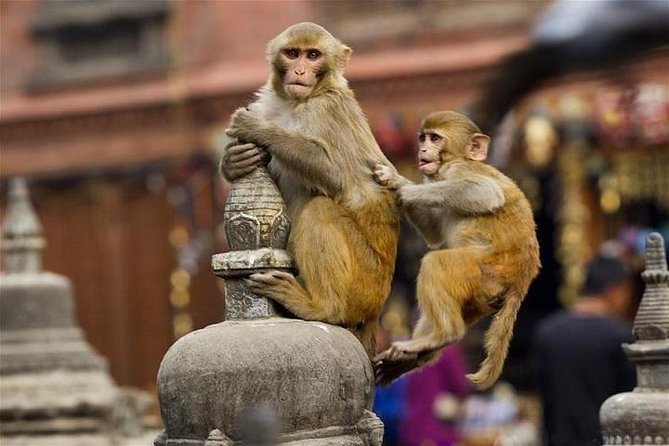 Private Day Trip to Abhaneri Stepwell & Monkey Temple from Jaipur - Chand Baori at Abhaneri, where stone turns into water theater