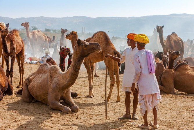 Private Day Trip to Ajmer and Pushkar from Jaipur - Shree Savitri Mata Mandir: 650 steps, best tackled smart