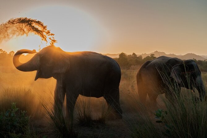 Private Elephant Sanctuary - Key things to know before you go