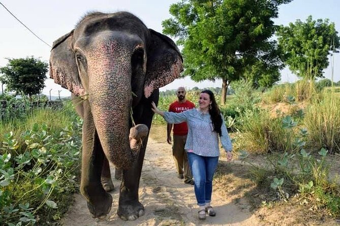Private Elephant Sanctuary - Why This Jaipur Elephant Sanctuary Feels Different Than A Zoo