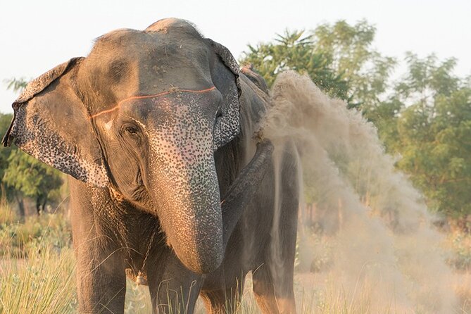 Private Elephant Sanctuary - Price and Time: What Your $80 Buys in Real Terms
