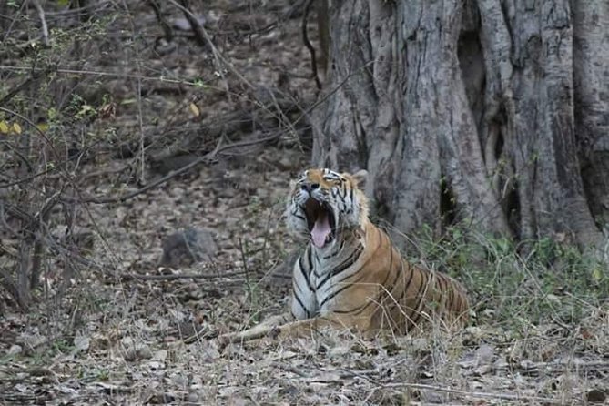 Private Full Day Trip to Ranthambore - Key Points at a Glance