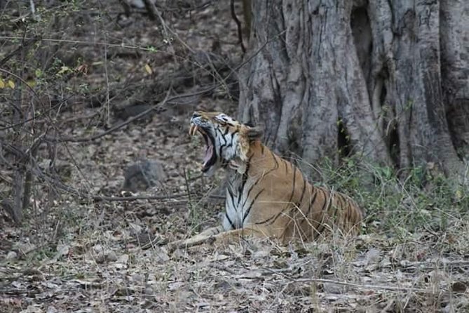 Private Full Day Trip to Ranthambore - Jaipur to Ranthambore in One Smooth, Long Day