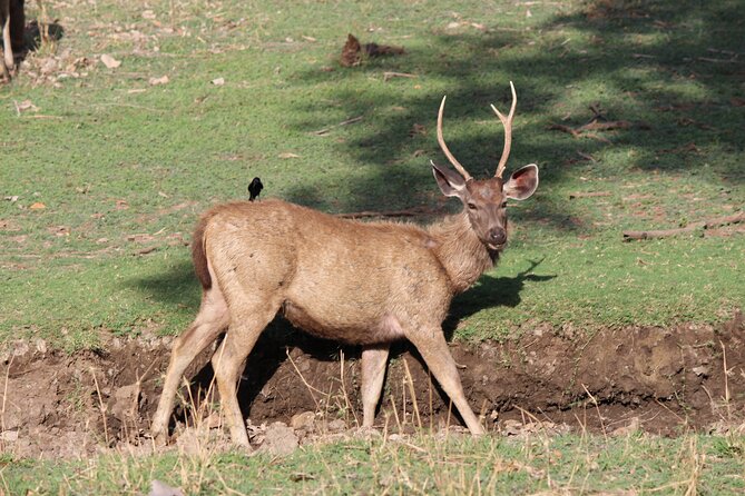 Private Full Day Trip to Ranthambore - Small Things to Watch: Safari Fees, Messages, and Booking Confusion