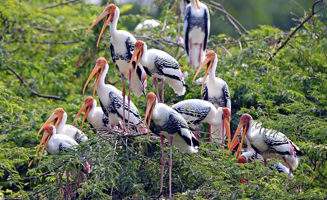 Private Keoladeo National Park Tour sightseeing - All Inclusive - Key Highlights You Can Actually Use