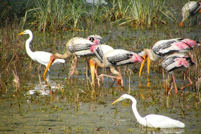 Private Keoladeo National Park Tour sightseeing - All Inclusive - What You’ll See During the Guided Wildlife Spotting