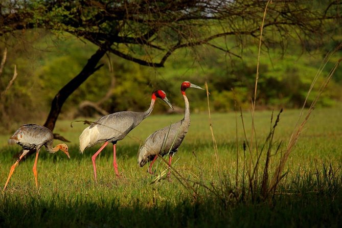 Private Keoladeo National Park Tour sightseeing - All Inclusive - Price and Logistics, What About $51 Really Covers