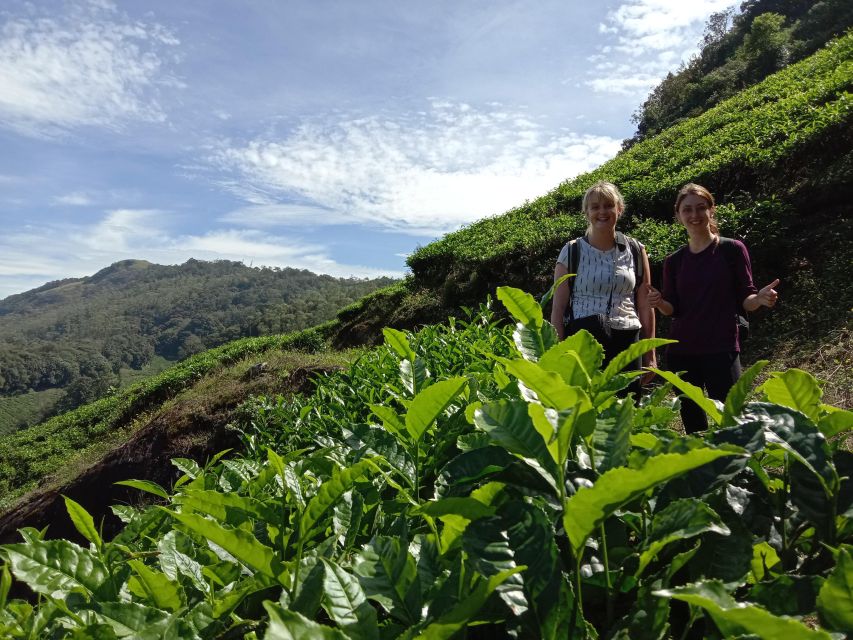 Private Munnar Tea Trek - Key highlights worth waking up for
