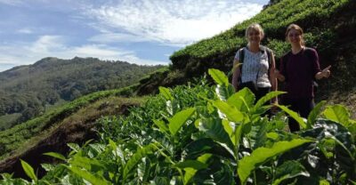 Private Munnar Tea Trek