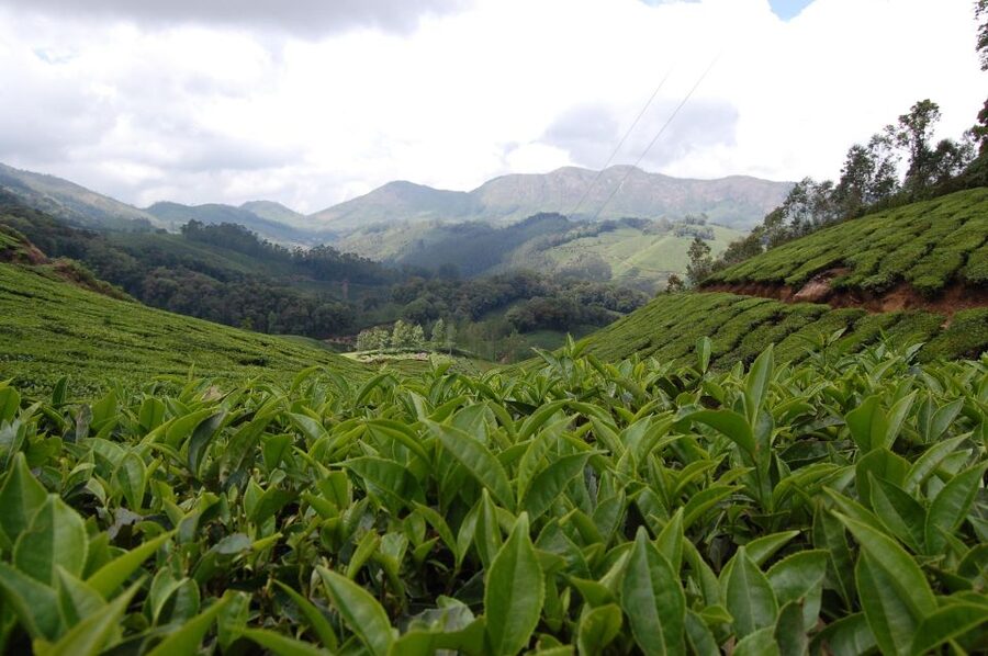 Private Munnar Tea Trek - Fitness level, shoes, and sun reality in the tea country
