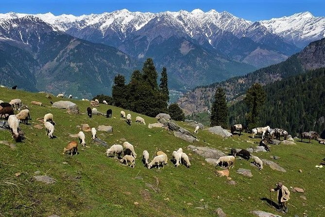 Private One Day Hiking Trip in Manali, Scenic Mountain Trail in Manali - Price and Value: What $43.91 Buys You