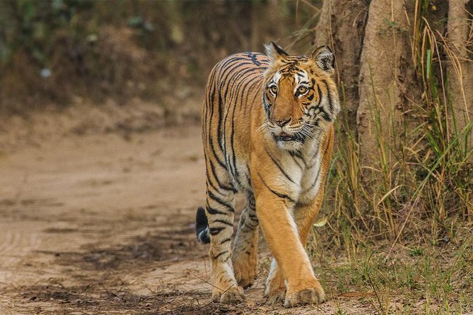Private Tour to Sariska Tiger National Park by Car from Jaipur - Key Highlights to Know Before You Go
