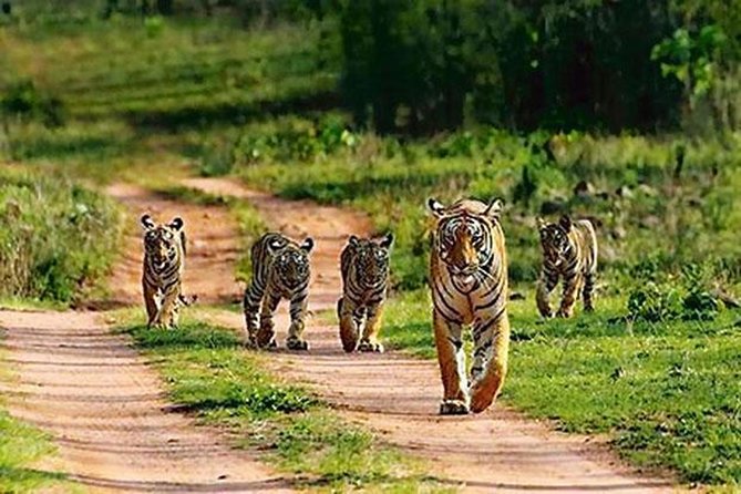 Private Tour to Sariska Tiger National Park by Car from Jaipur - Private AC Car Pickup in Jaipur, and Why the Timing Works