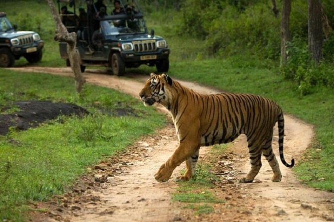 Private Tour to Sariska Tiger National Park by Car from Jaipur - Sariska Tiger Reserve: What You Are Driving Into