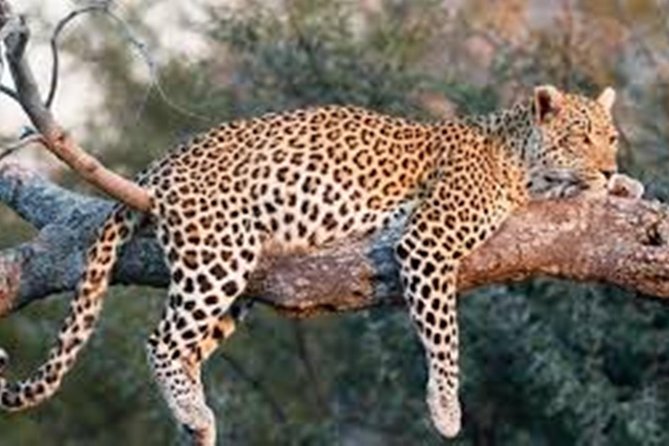 Private Tour to Sariska Tiger National Park by Car from Jaipur - What the Day Feels Like, Step by Step