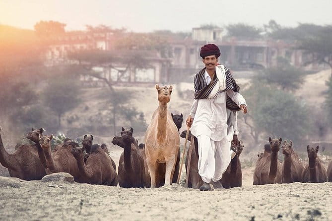 Private Transfer from Jodhpur to Udaipur - Should you book this one-way private transfer?