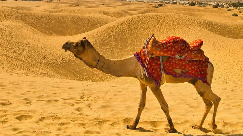 Pushkar: Camel Sunset Safari Adventure - Price and Value: What $26 Gets You (and What It Might Not)