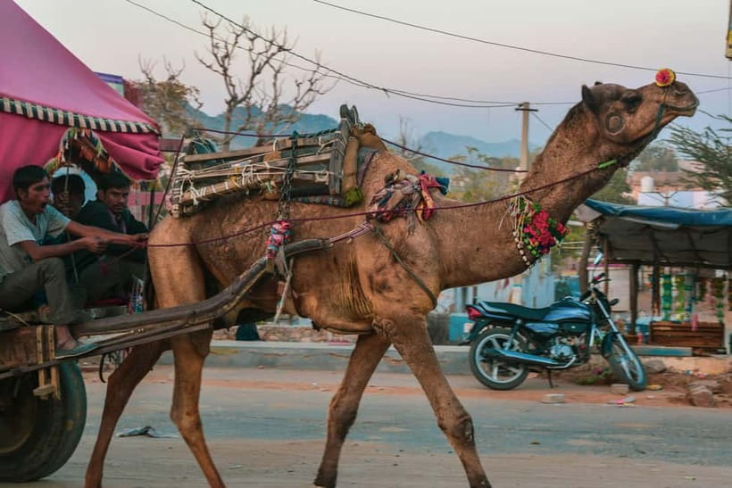 Pushkar: Camel Sunset Safari Adventure - Sunset Tea at the Safari Camp: The Part You’ll Remember