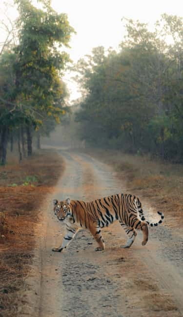 Ranthambhore: Ranthambhore Tiger Reserve Booking - Meeting at Shiv Shankar Restaurant, then into the park
