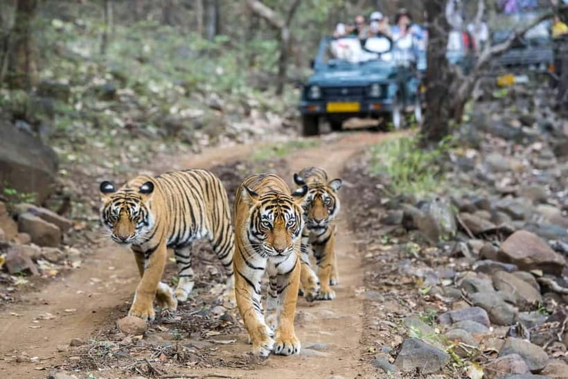 Ranthambhore: Ranthambhore Tiger Reserve Booking - Tigers, leopards, sloth bears, and the rest of the action