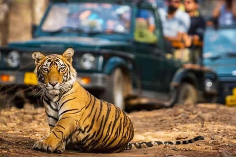 Ranthambhore: Ranthambhore Tiger Reserve Booking - The Ranthambore Fort stop: history with a view