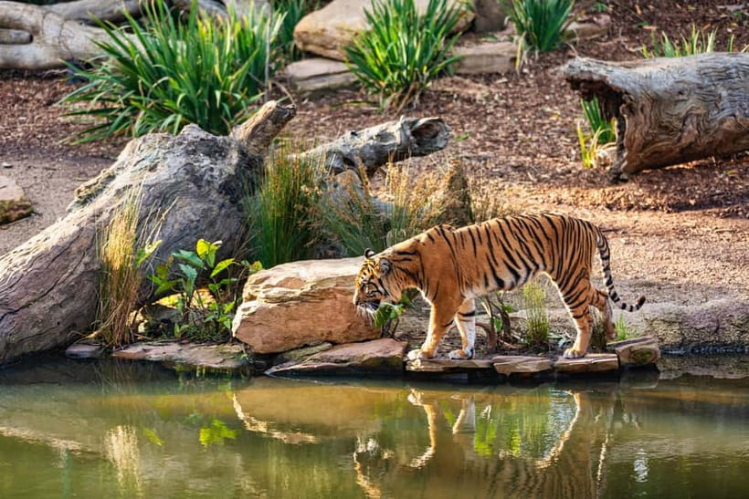 Ranthambhore: Ranthambhore Tiger Reserve Booking - Small group logistics and the English guide: comfort vs control